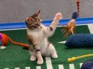 Cute Kitty CheerLeading During Puppy Bowl
