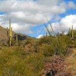 Mens hiking adventures in Tucson, AZ.