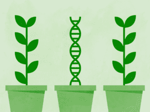 Graphic in green of 2 potted plants and one potted DNA strand, leadership