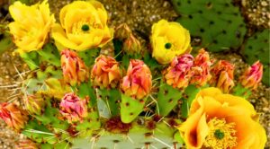 Vibrant yellow and pink opuntia cactus blossoms in Tucson AZ, captured by a Gay Tucson Real Estate agent, showcasing the beauty of local weather and LGBTQ-friendly environments.