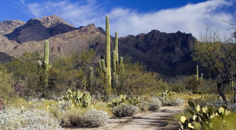 Scenic view of the Arizona desert showcasing Tucson weather, perfect for outdoor activities highlighted by Gay Tucson Real Estate agent for the LGBTQ community in Arizona.